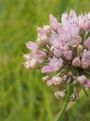 Allium angulosum