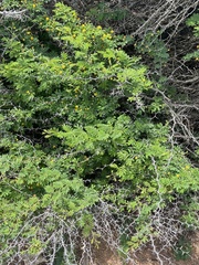 Vachellia tortuosa