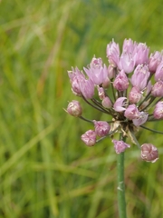 Allium angulosum