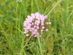 Allium angulosum