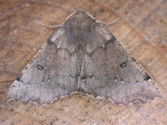 Odontopera bidentata