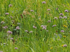 Allium angulosum