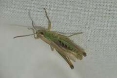 Pseudochorthippus parallelus