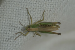 Pseudochorthippus parallelus