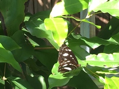Phaedyma shepherdi