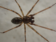 Lepthyphantes leprosus