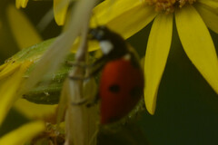 Coccinella septempunctata