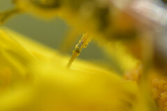 Eristalis arbustorum