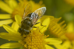 Eristalis arbustorum