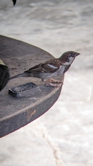 Passer domesticus