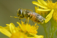 Eristalis arbustorum