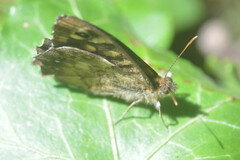 Pararge aegeria