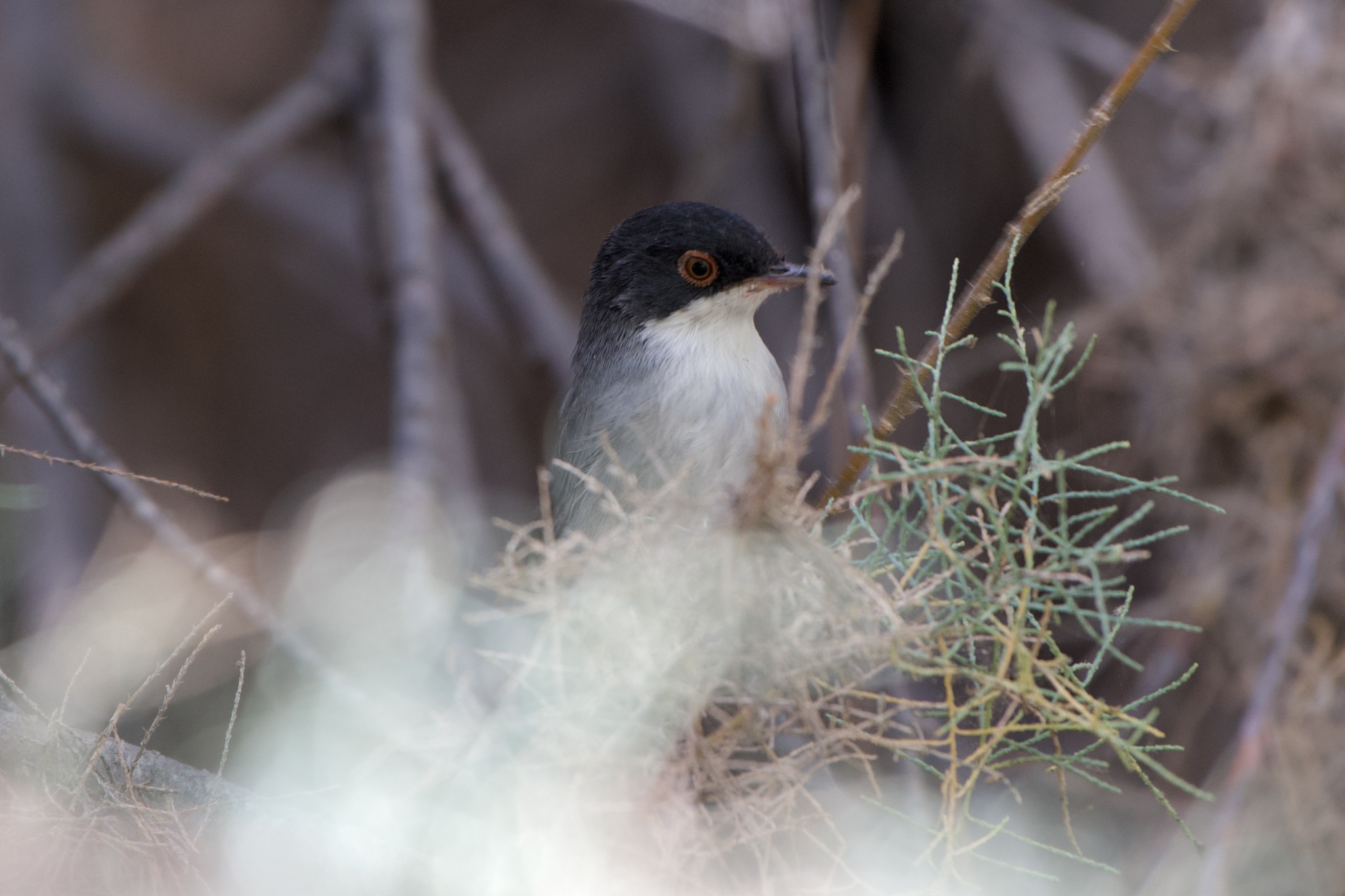 Curruca Cabecinegra