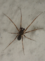 Lepthyphantes leprosus