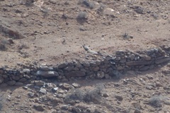 Buteo buteo insularum