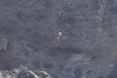 Buteo buteo insularum