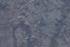 Buteo buteo insularum