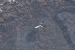 Buteo buteo insularum