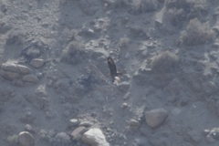 Buteo buteo insularum