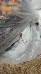 Pholcus phalangioides