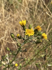 Hieracium laevigatum