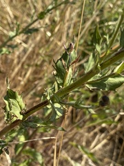 Hieracium laevigatum