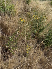 Hieracium laevigatum
