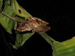 Scinax garbei