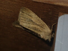 Photedes fluxa