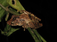 Scinax garbei