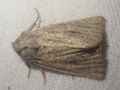 Photedes fluxa
