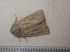 Photedes fluxa