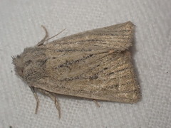 Photedes fluxa