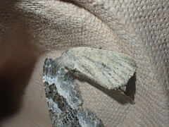 Photedes fluxa
