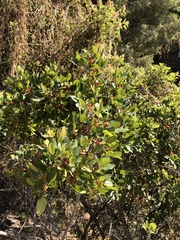 Rhamnus pirifolia