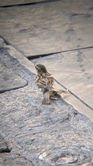 Passer domesticus