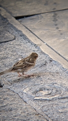Passer domesticus