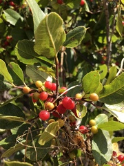 Rhamnus pirifolia