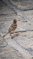 Passer domesticus