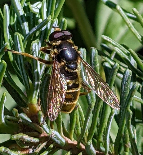 Yellow-shielded Quicksilver photo 4