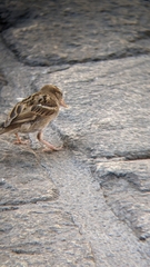 Passer domesticus