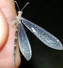 Neuroleon nemausiensis
