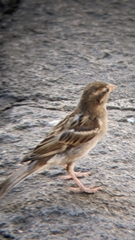 Passer domesticus