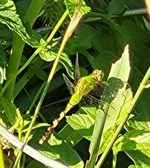 Erythemis simplicicollis