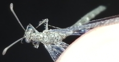 Neuroleon nemausiensis