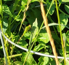 Erythemis simplicicollis