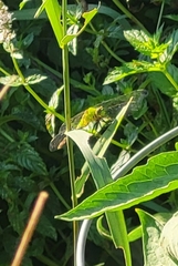 Erythemis simplicicollis