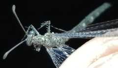 Neuroleon nemausiensis