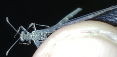 Neuroleon nemausiensis