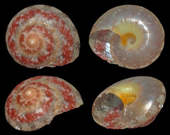 Sericominolia vernicosa